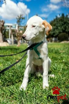 Ράτσα: Άγνωστο - Ημίαιμο | Ηλικία: 4 μηνών | Φύλο: Αρσενικό | Αρ. Microchip: - | Ημίαιμο | Περιοχή: Νέα Σμύρνη, Αττική